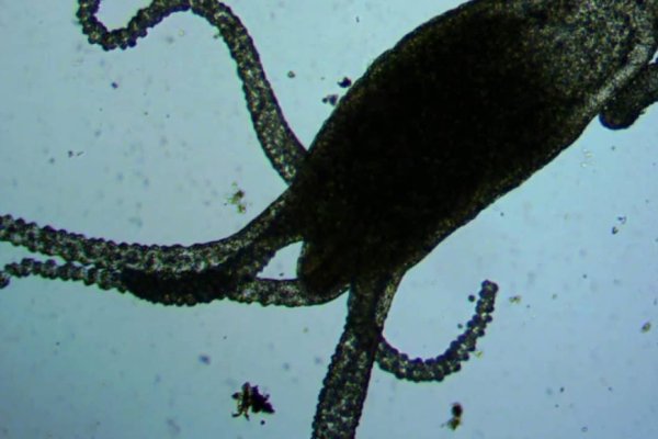 Kraken рабочая ссылка 2025